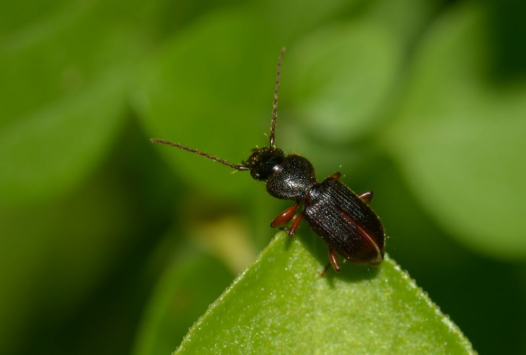 Carabidae: Tschitscherinellus?  No, Carterus sp.